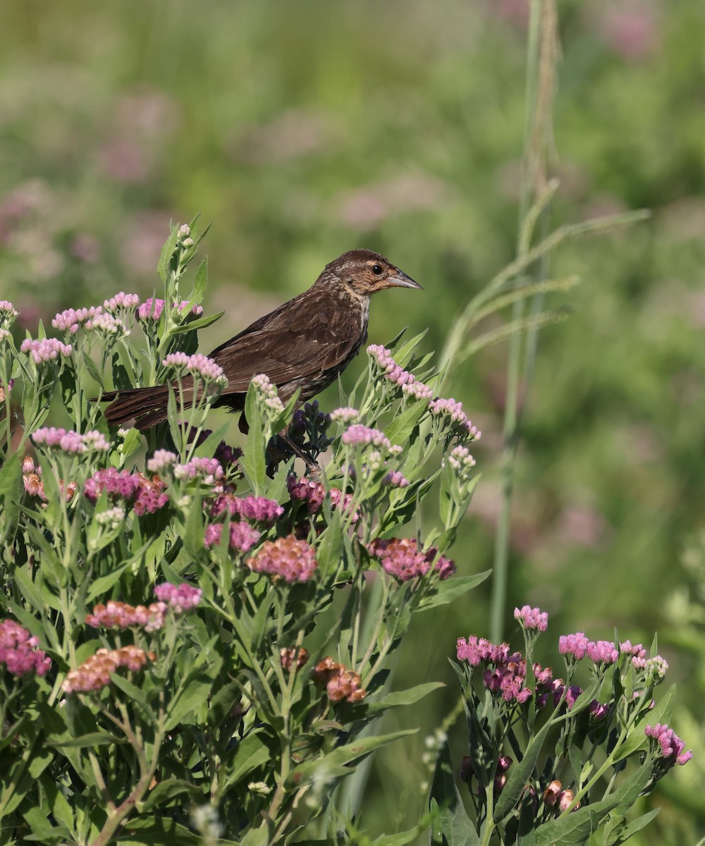 Red-winged Blackbird - ML622149354