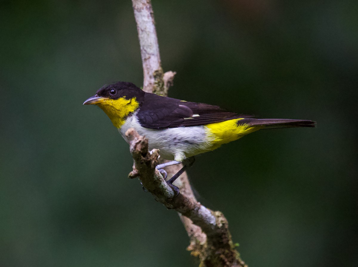 Yellow-backed Tanager - Vantuil Neves