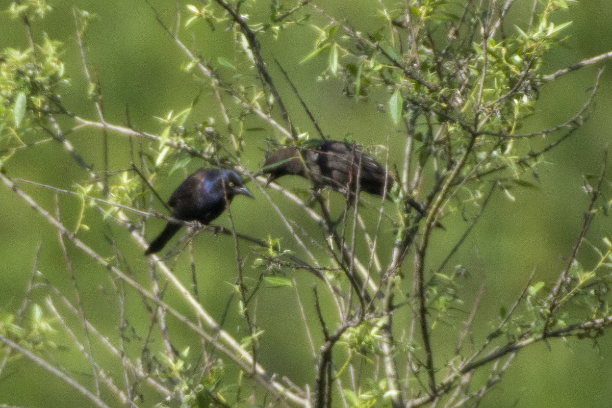 Common Grackle - ML622149359