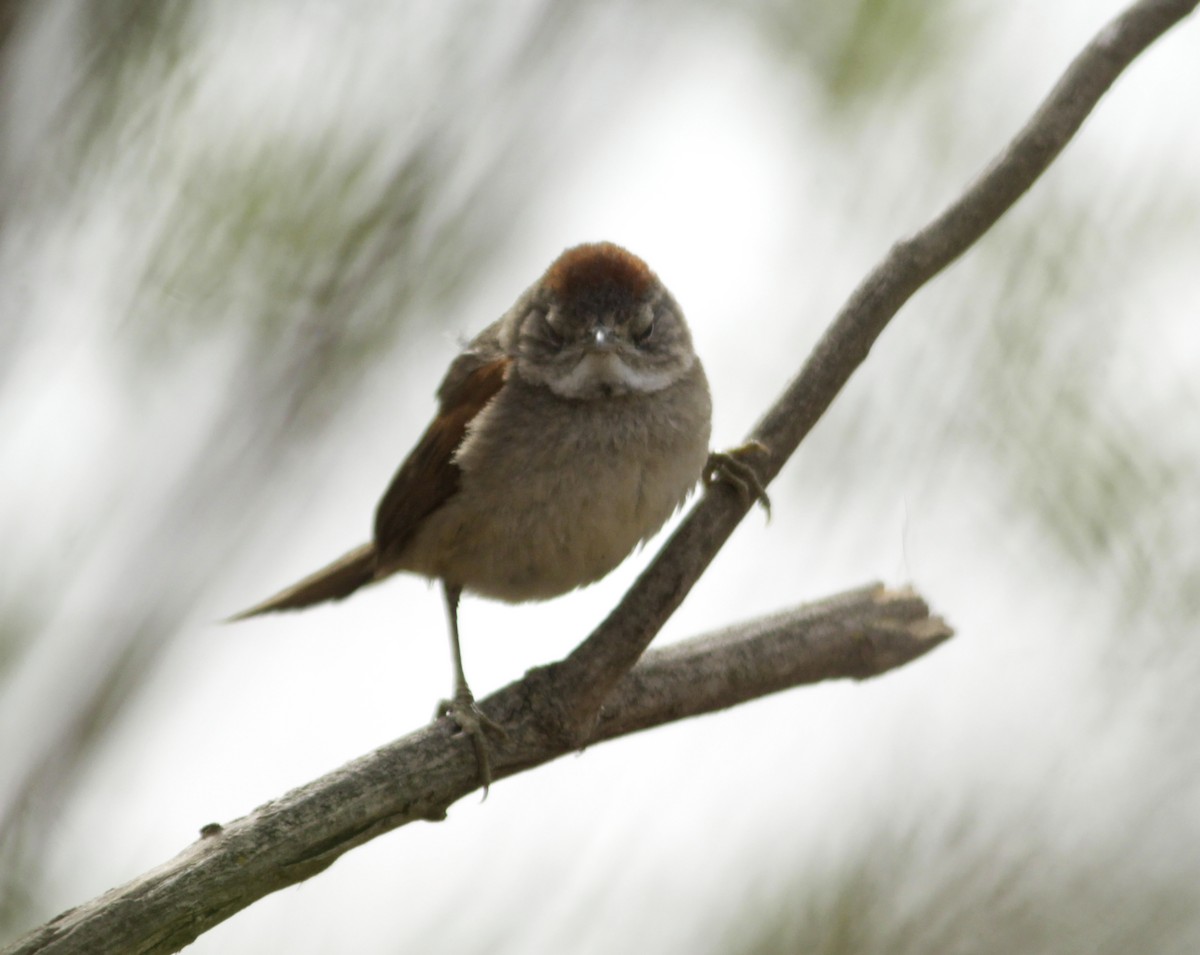 Pale-breasted Spinetail - ML622149395