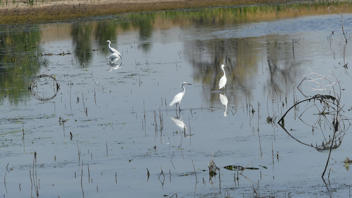 Snowy Egret - ML622149413