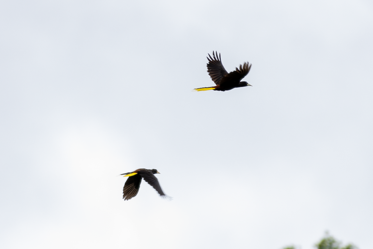 Crested Oropendola - César Agudelo