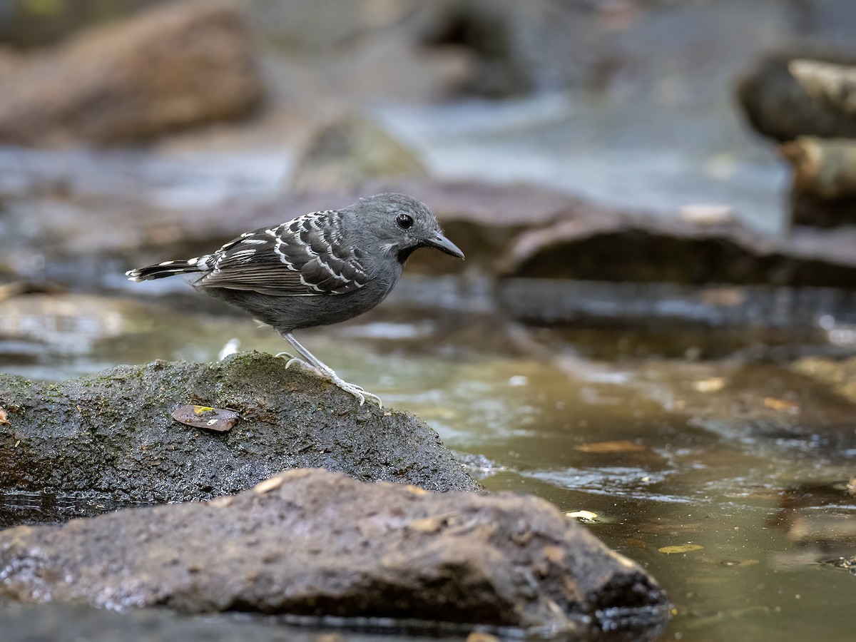 Xingu Scale-backed Antbird - ML622149416