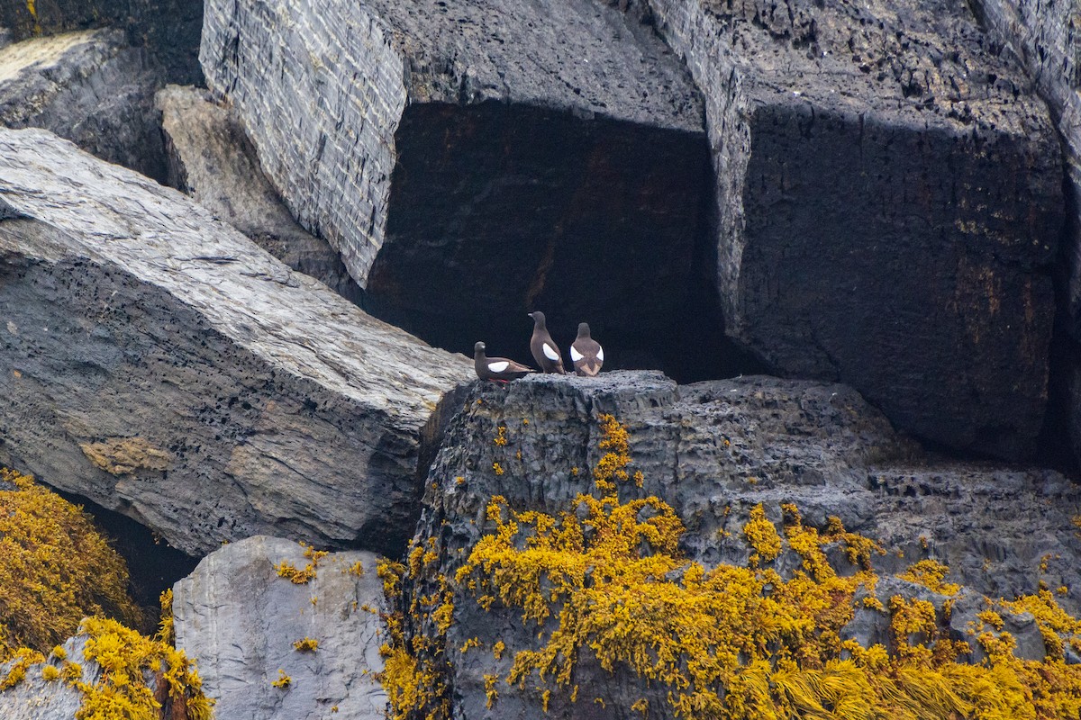 Guillemot à miroir - ML622149417