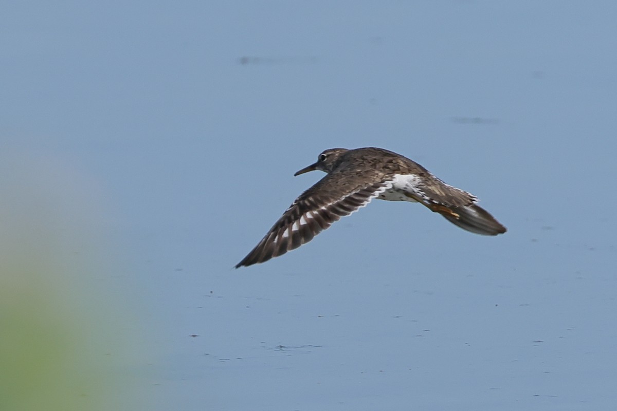 Spotted Sandpiper - Fernanda Araujo