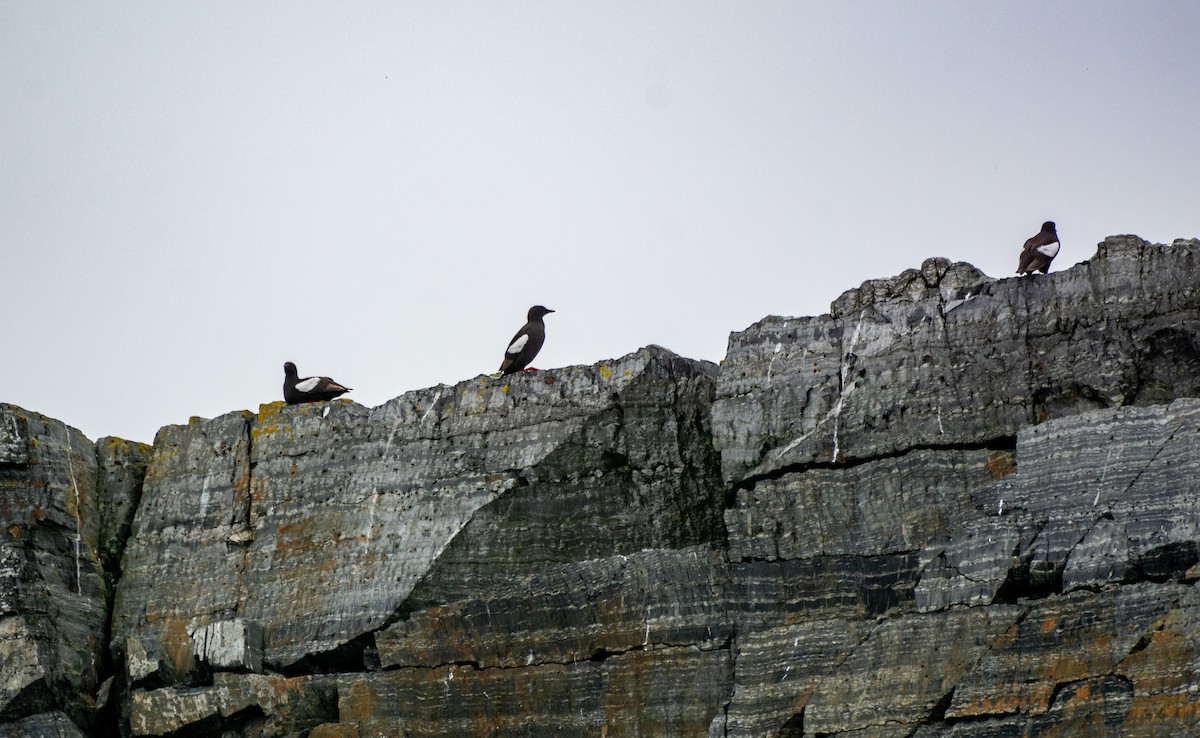 Guillemot à miroir - ML622149425