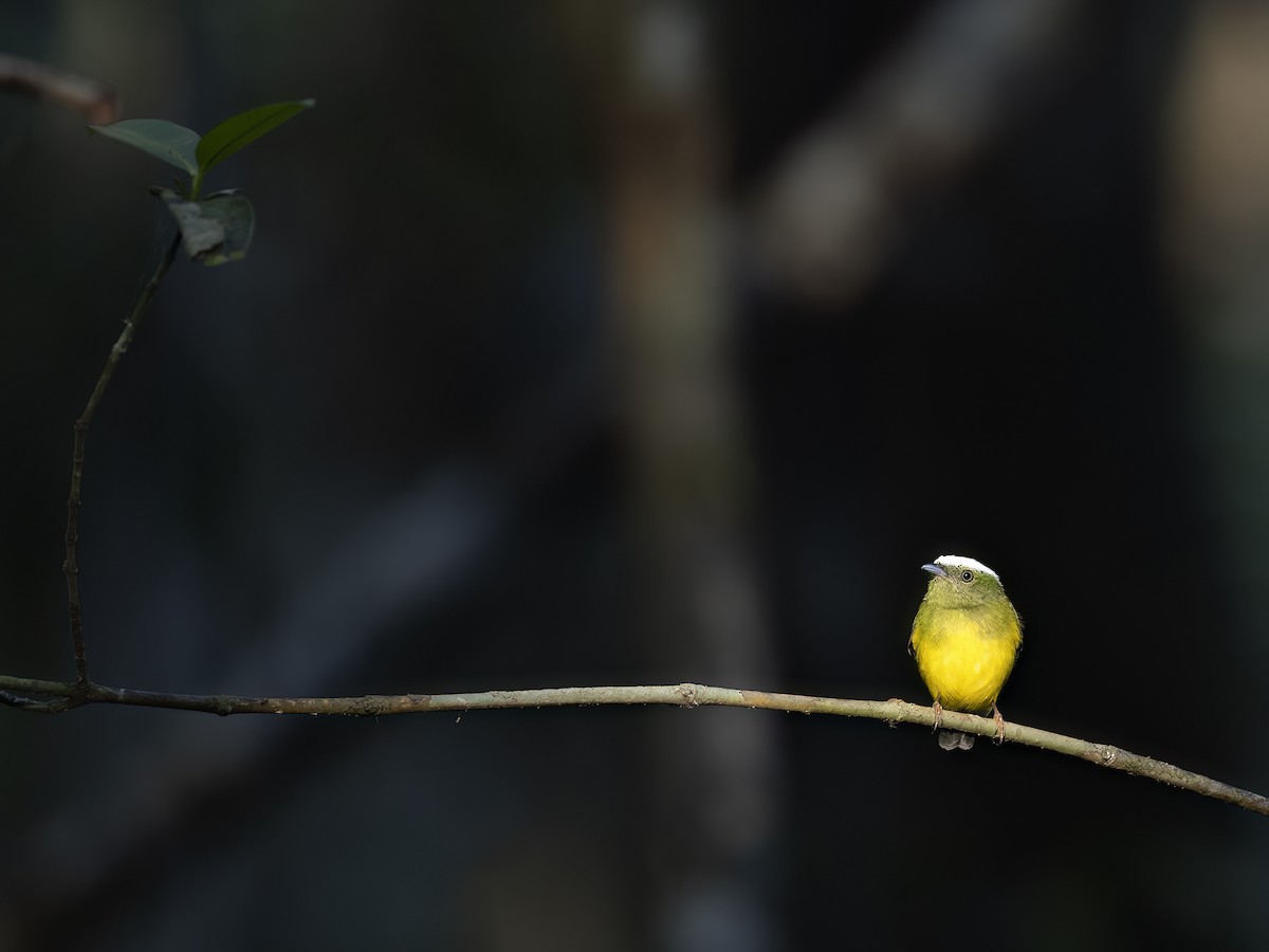 Snow-capped Manakin - ML622149429