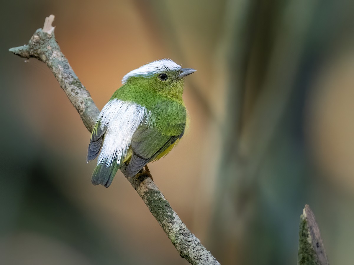 Snow-capped Manakin - ML622149430