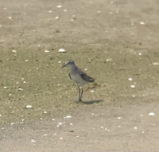 Semipalmated Sandpiper - ML622149439