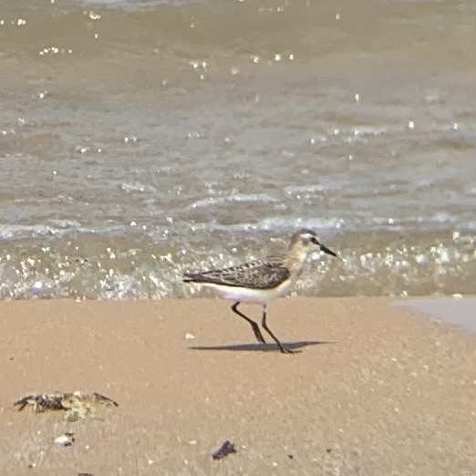 Semipalmated Sandpiper - ML622149440