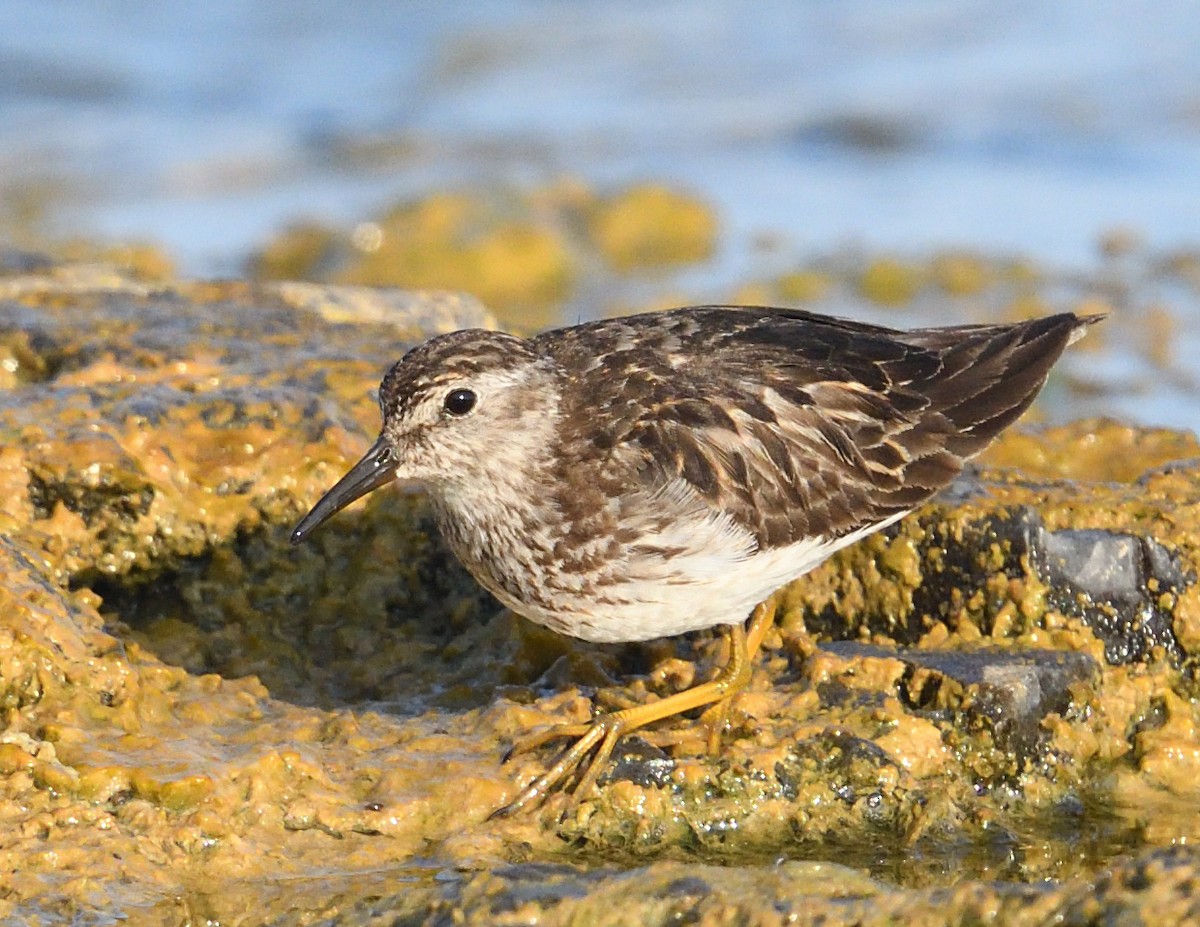 Least Sandpiper - ML622149441