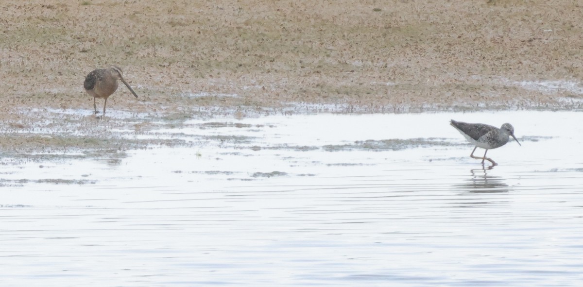 Short-billed/Long-billed Dowitcher - ML622149442