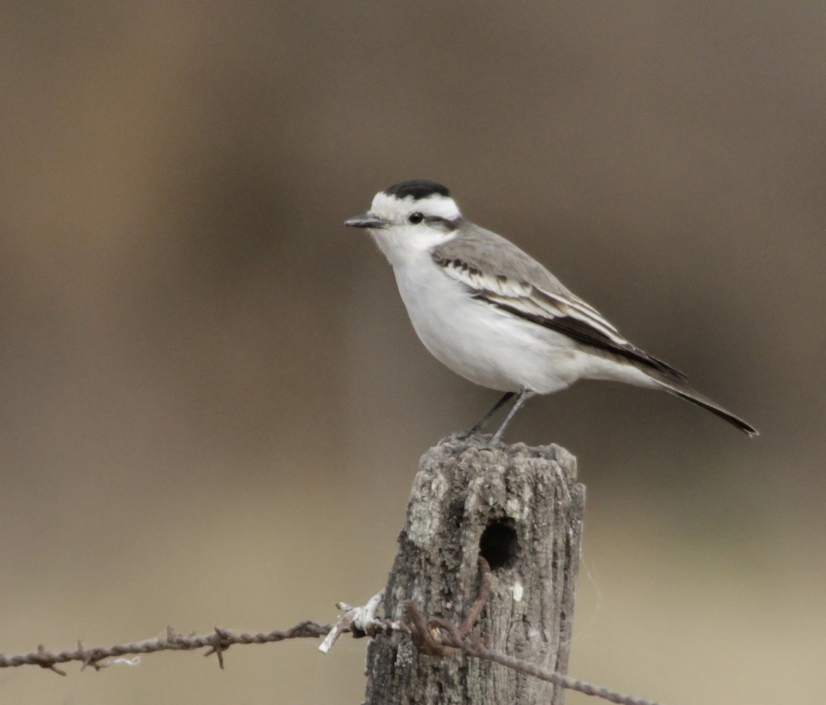 Black-crowned Monjita - ML622149443