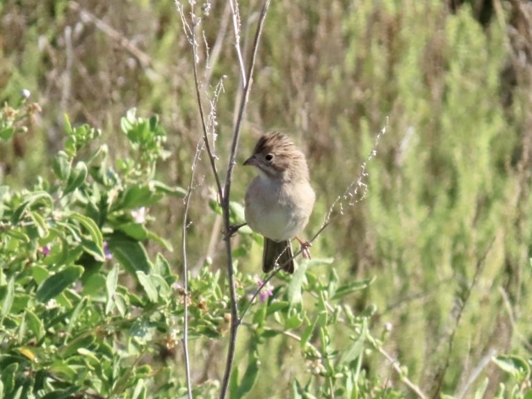 Brewer's Sparrow - ML622149444