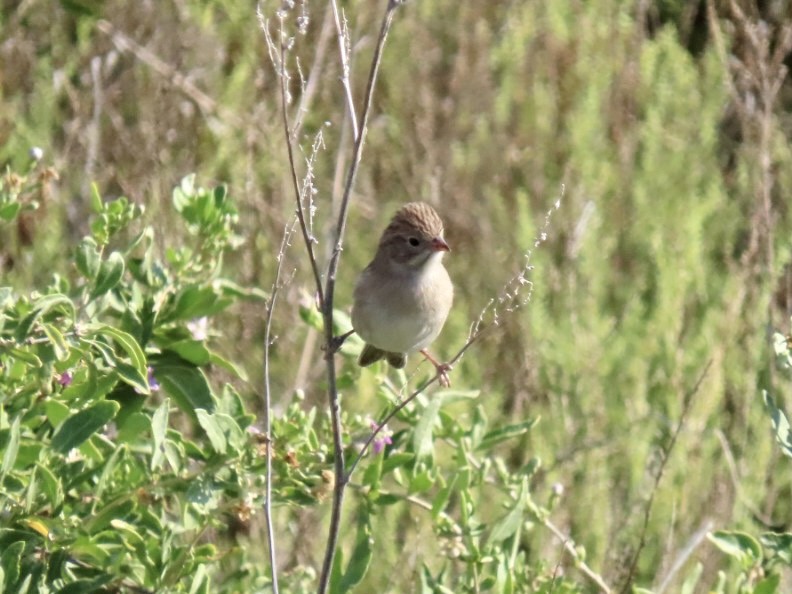 Brewer's Sparrow - ML622149445