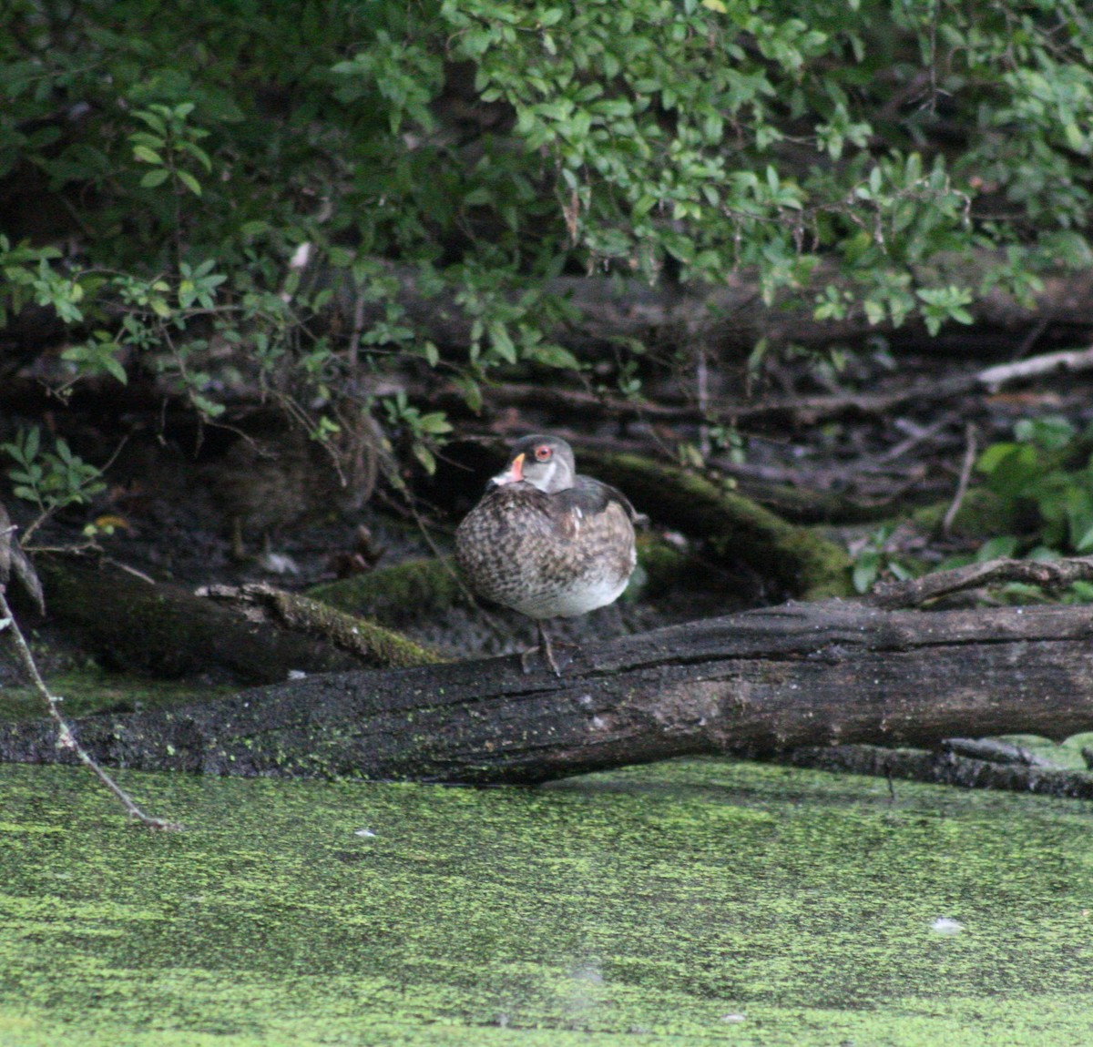 Wood Duck - ML622149446