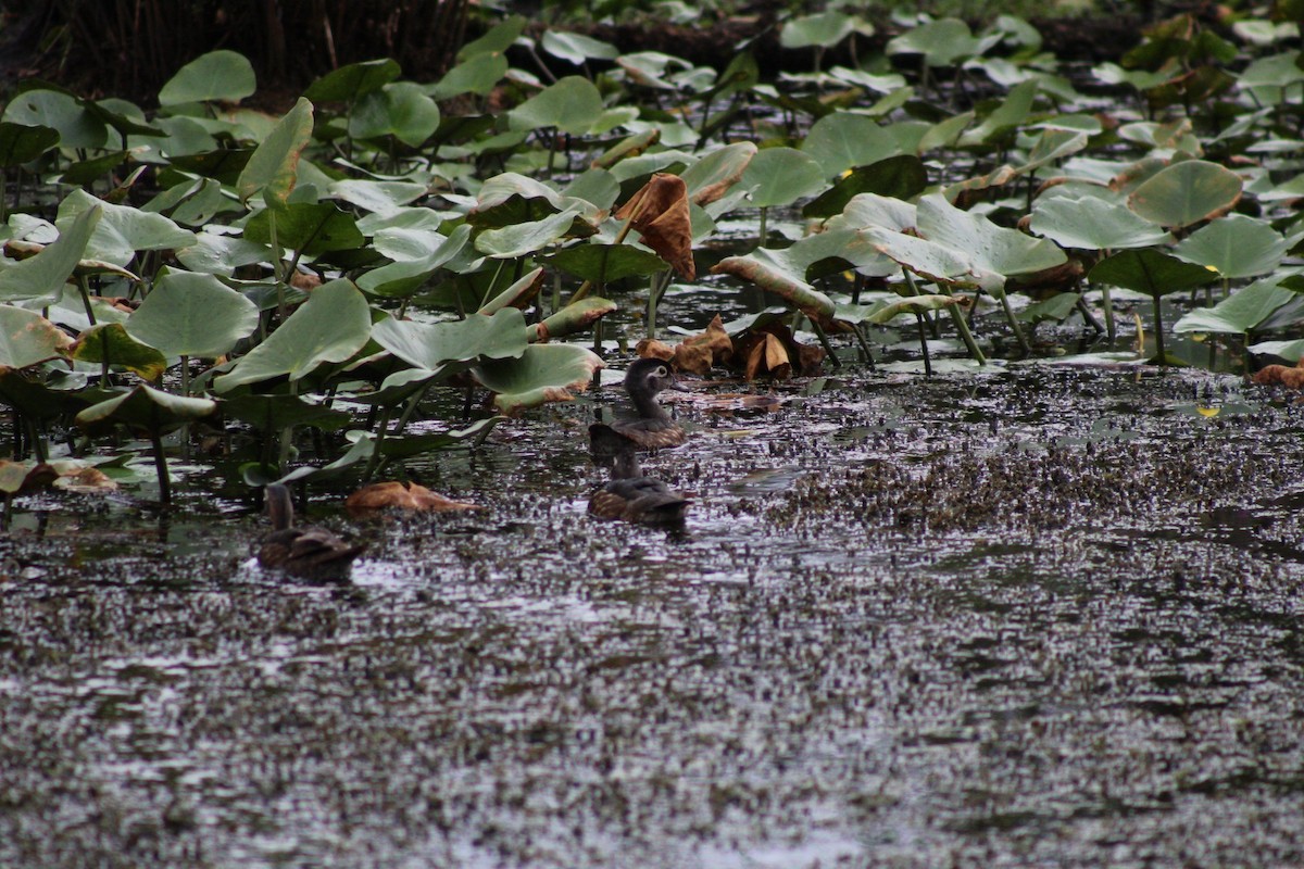 Wood Duck - ML622149447