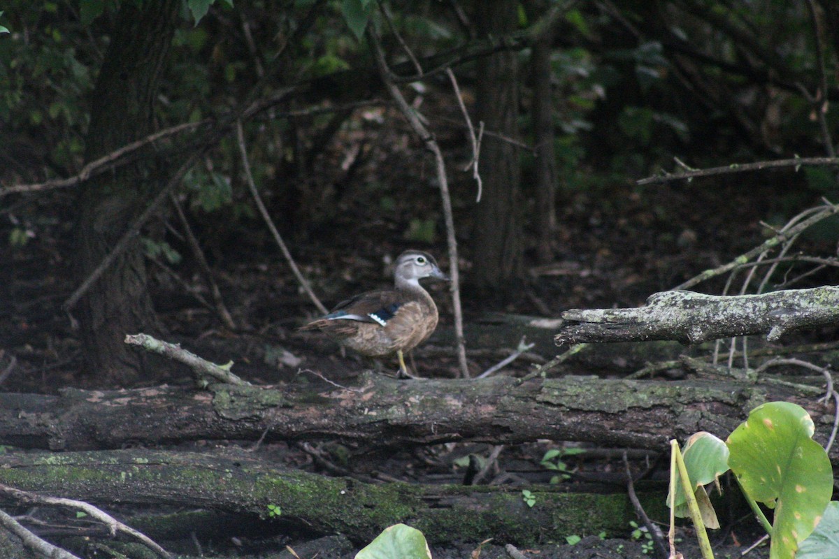 Wood Duck - ML622149448