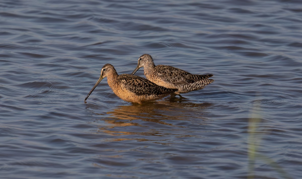 Long-billed Dowitcher - ML622149450