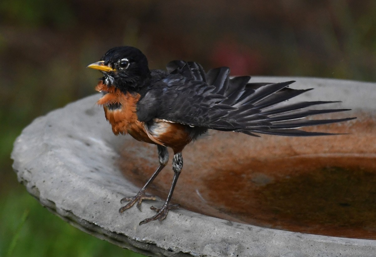 American Robin - ML622149456