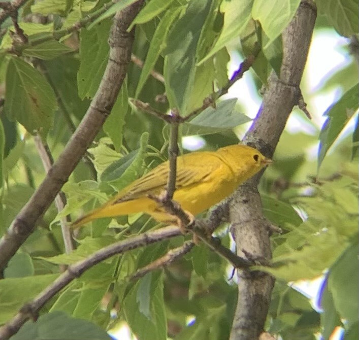 Yellow Warbler - Yonatan Simkovich