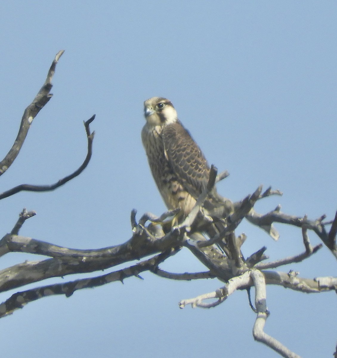 Peregrine Falcon - ML622149458