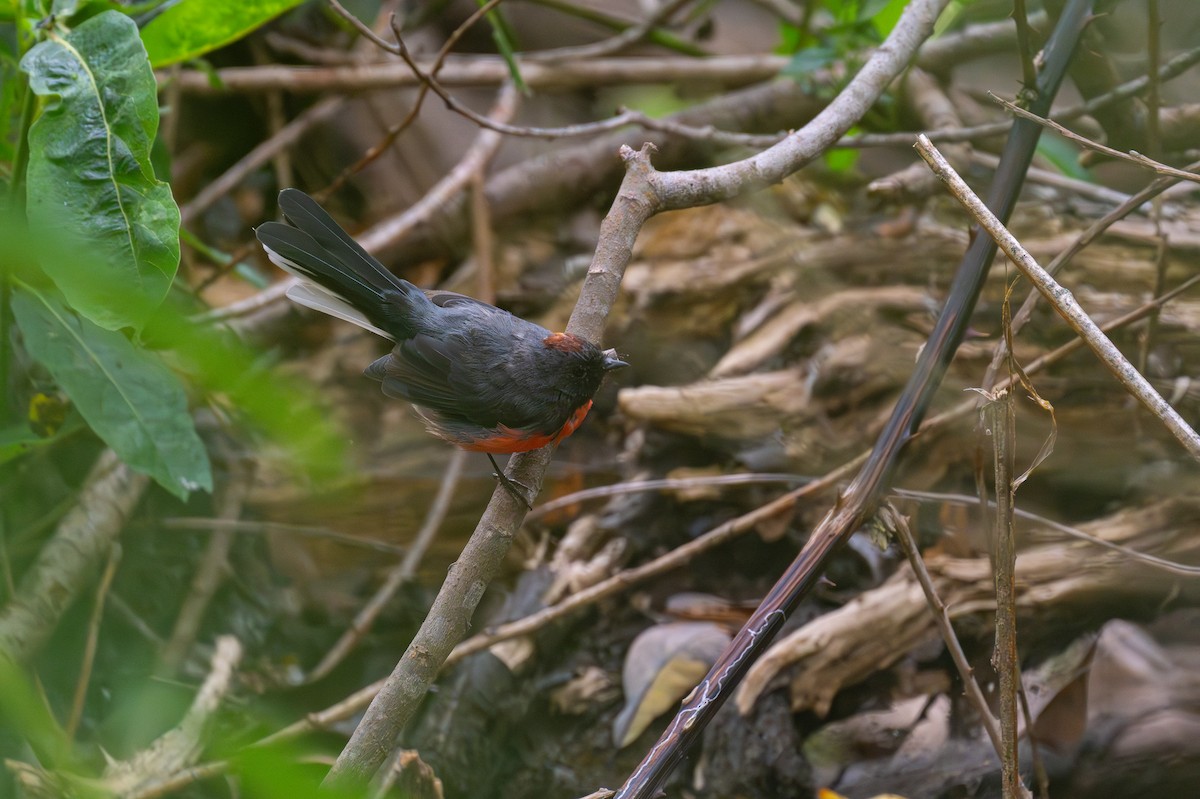 Slate-throated Redstart - ML622149459