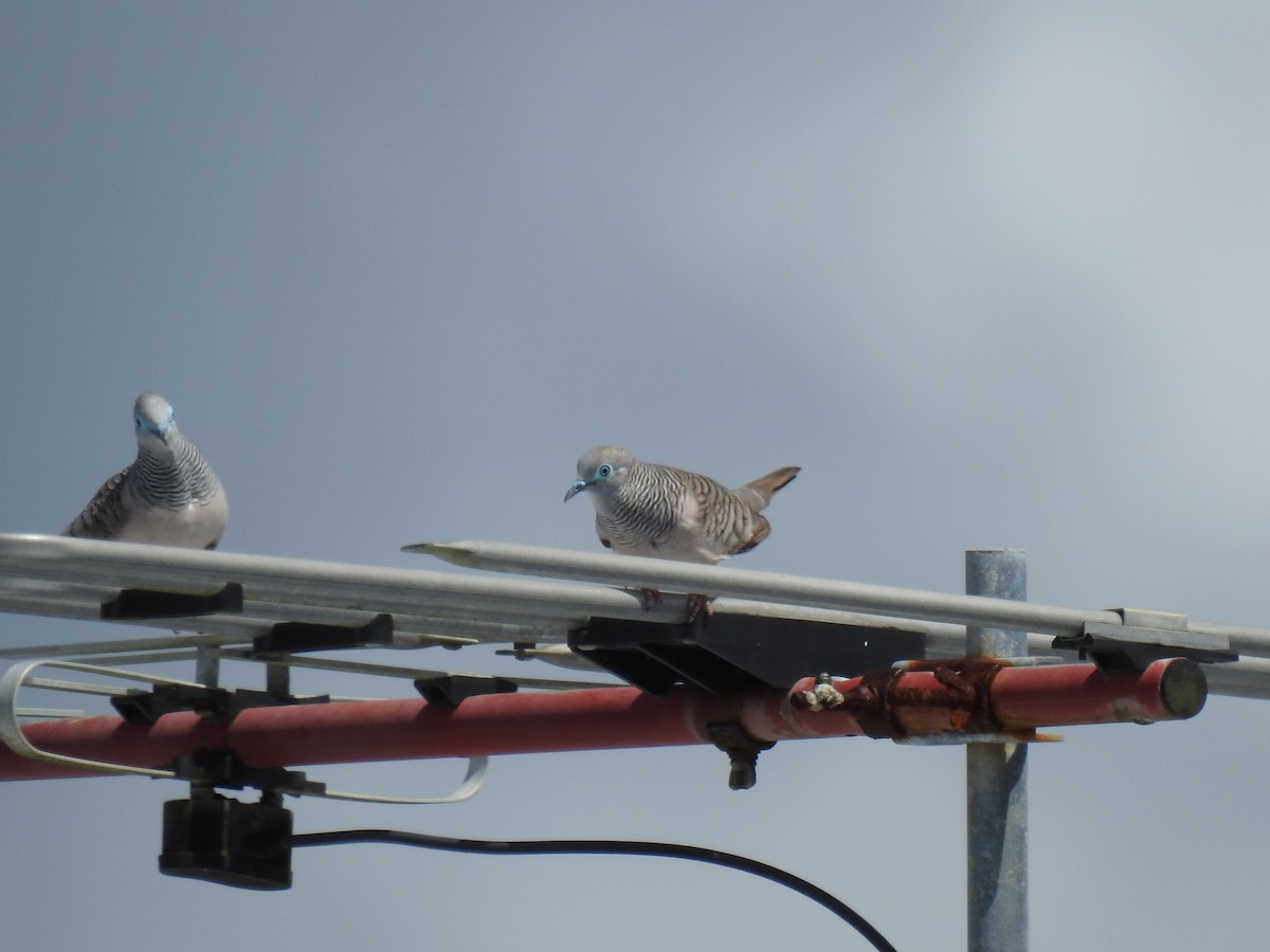 Peaceful Dove - ML622149462