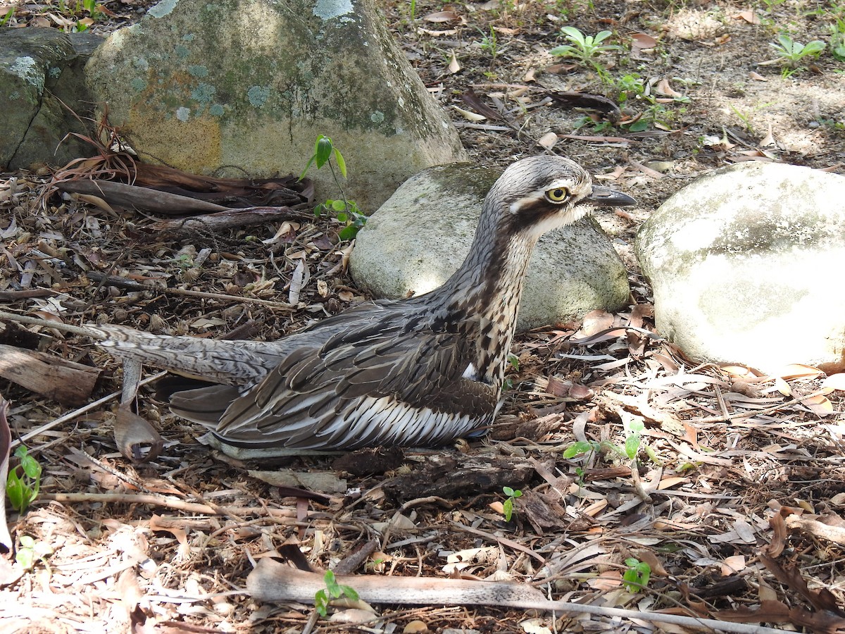 Bush Thick-knee - ML622149465