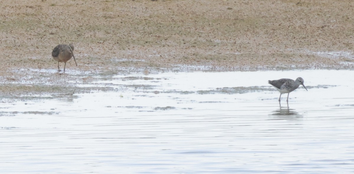 Short-billed/Long-billed Dowitcher - ML622149467