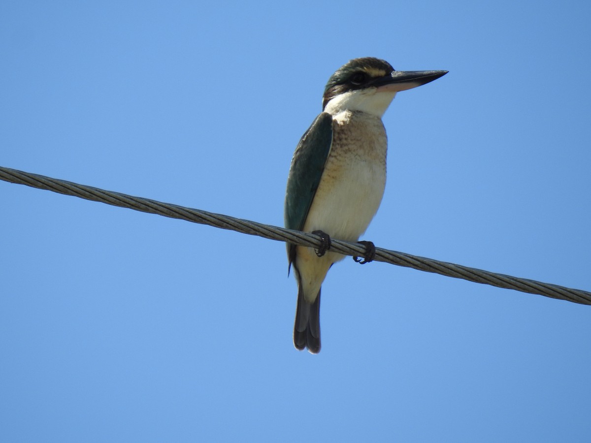 Sacred Kingfisher - ML622149468