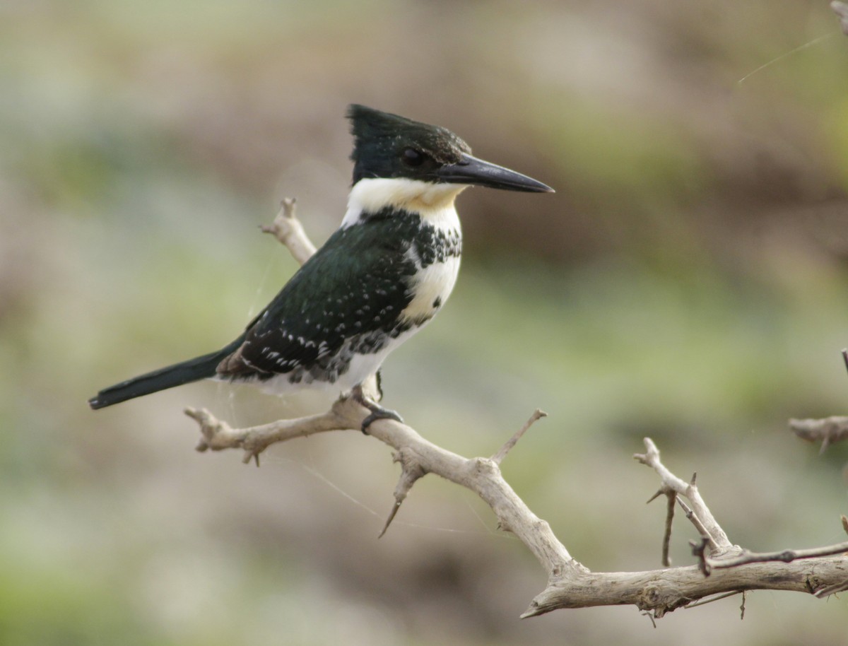 Green Kingfisher - ML622149472