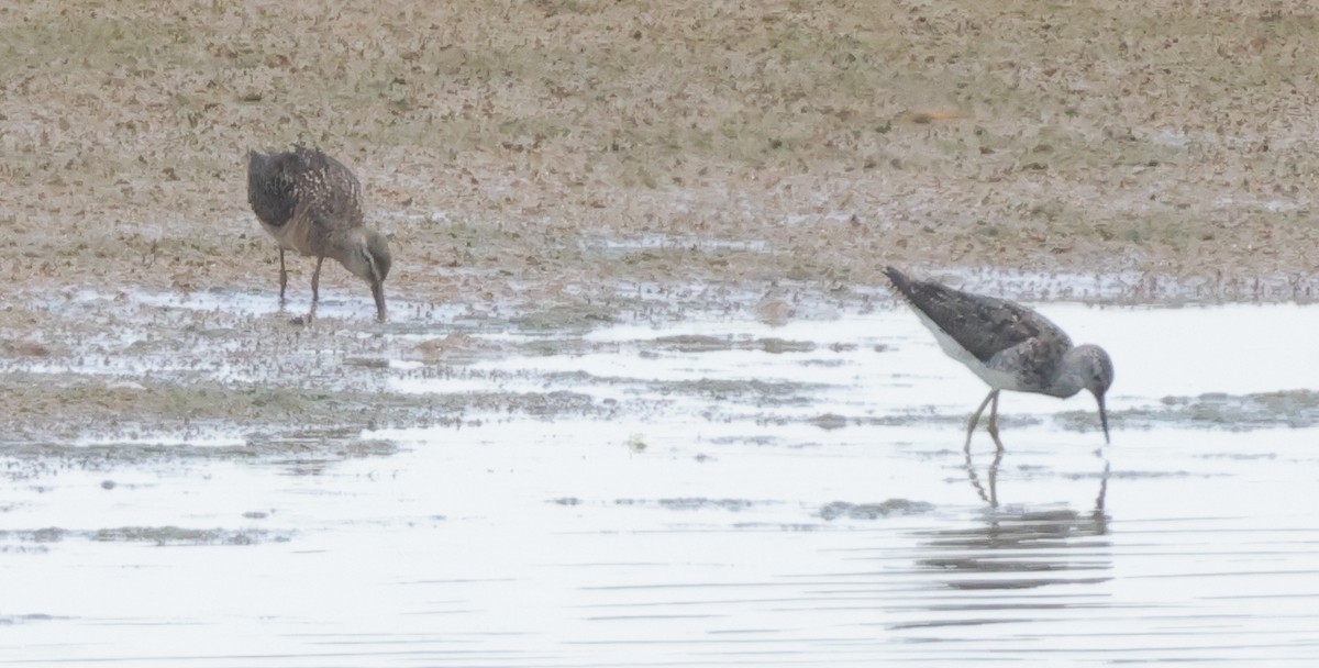 Short-billed/Long-billed Dowitcher - ML622149473