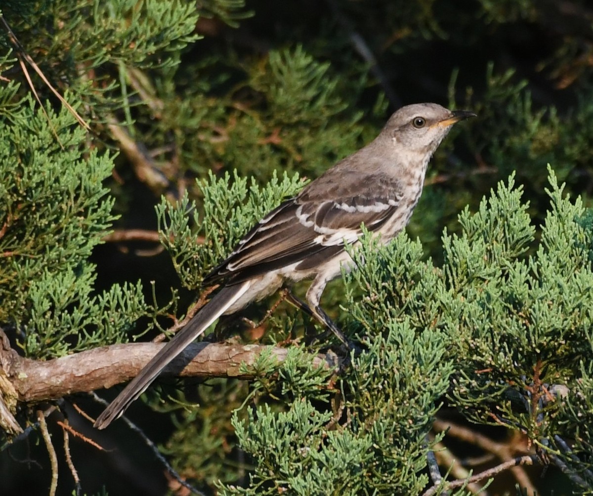 Northern Mockingbird - ML622149478