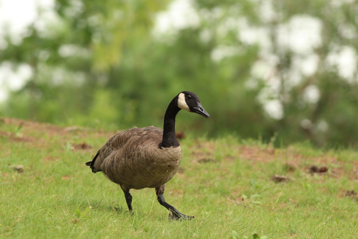 Canada Goose - ML622149536