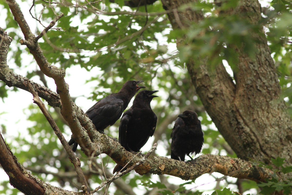 American Crow - ML622149538