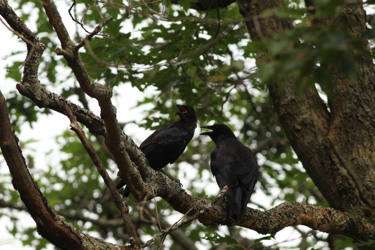 American Crow - ML622149539