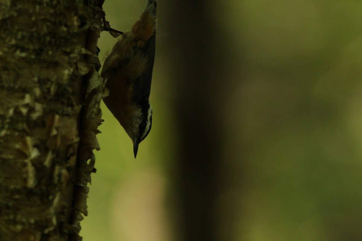 Red-breasted Nuthatch - ML622149547