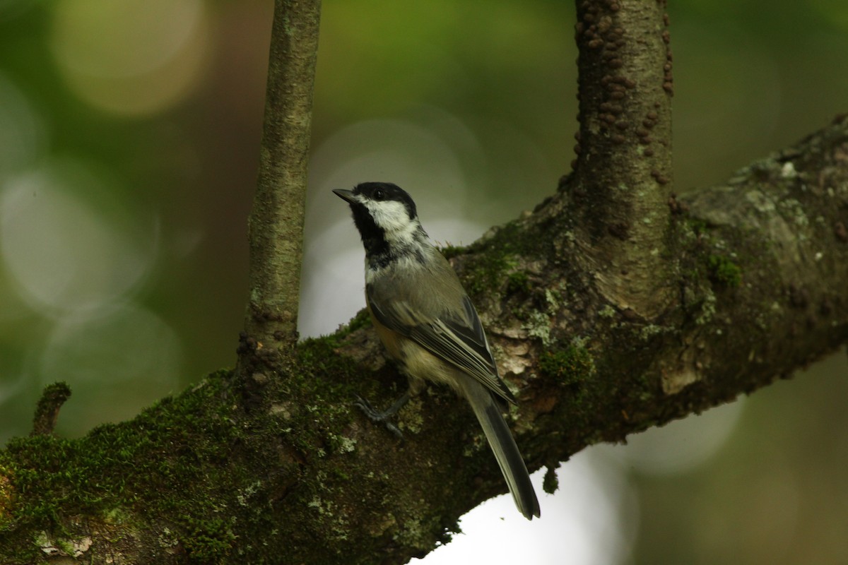 Black-capped Chickadee - ML622149548