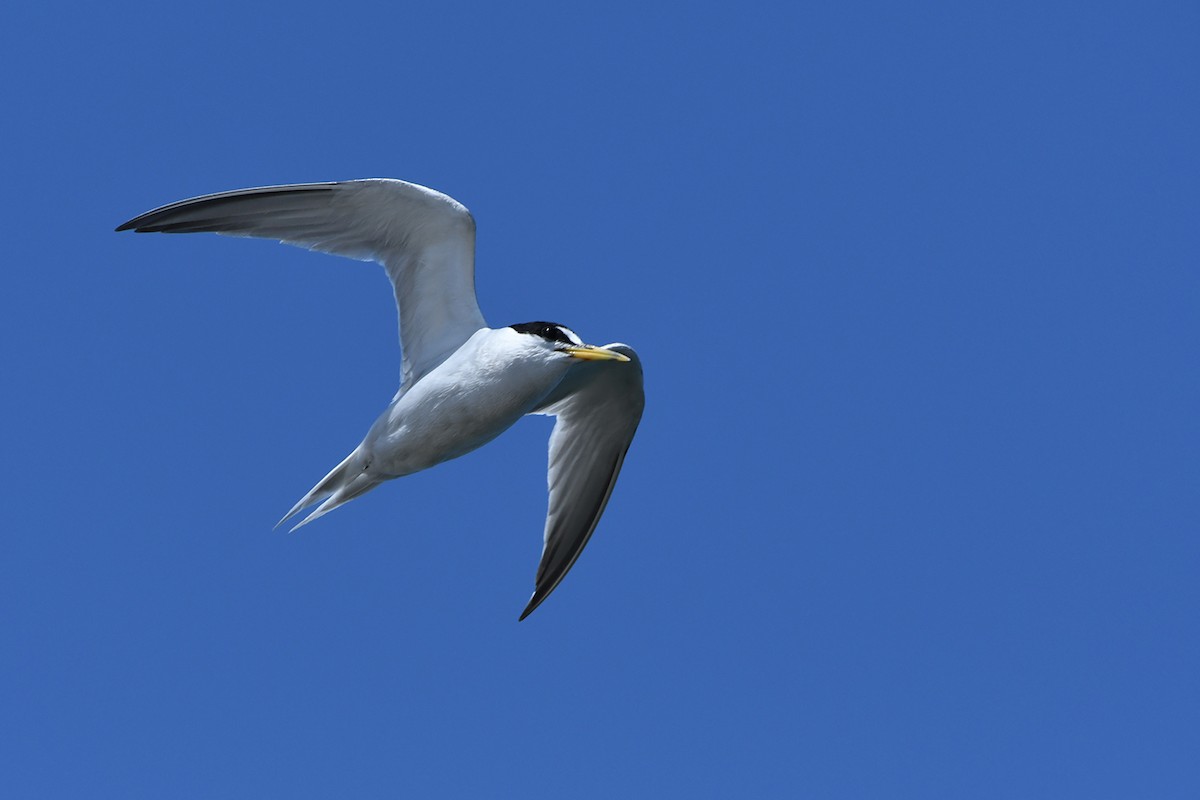 Least Tern - ML622149568