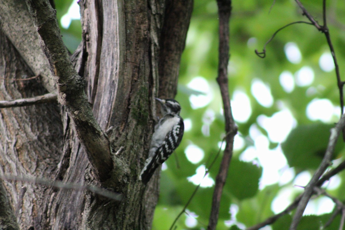 Downy Woodpecker - ML622149577