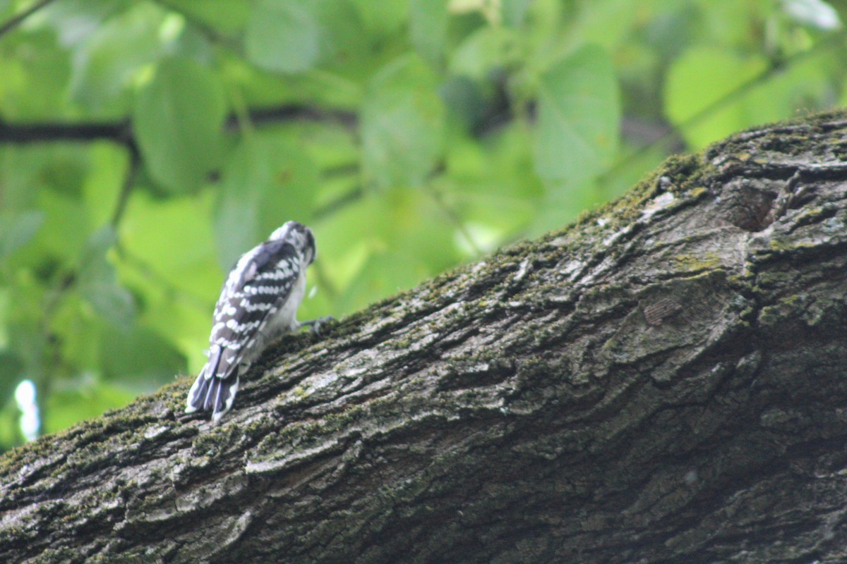 Downy Woodpecker - ML622149578