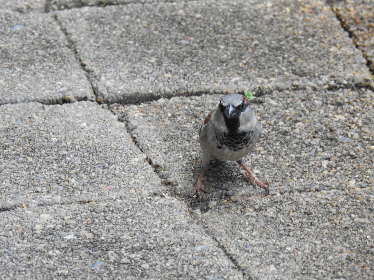 House Sparrow - Monica Mesch