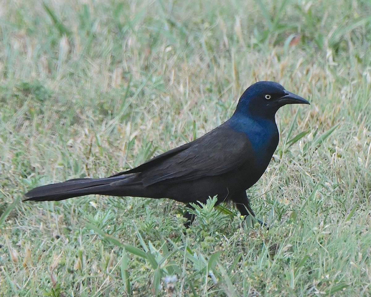 Common Grackle - Ted Wolff