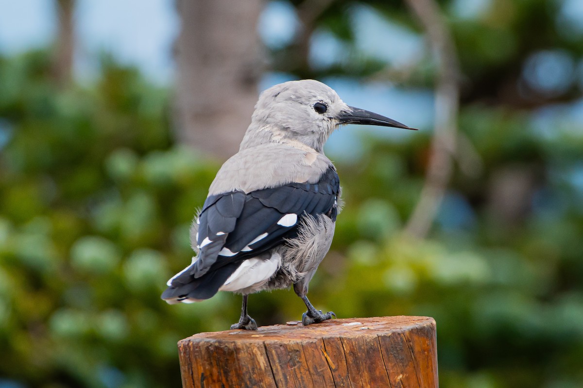 Clark's Nutcracker - Brandon Lloyd