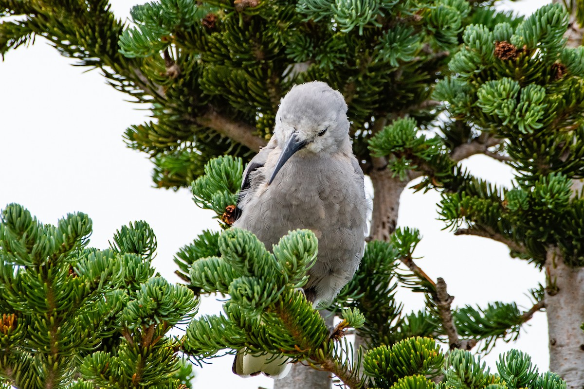 Clark's Nutcracker - ML622149614