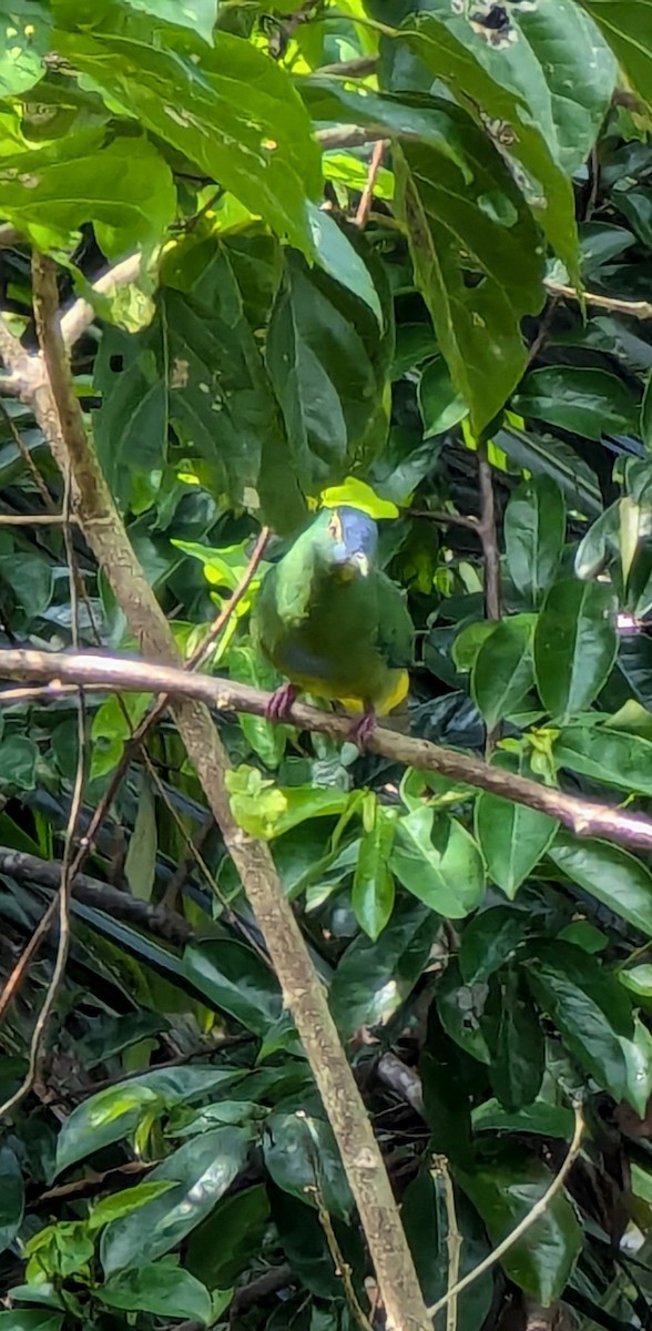 Blue-capped Fruit-Dove - ML622149615