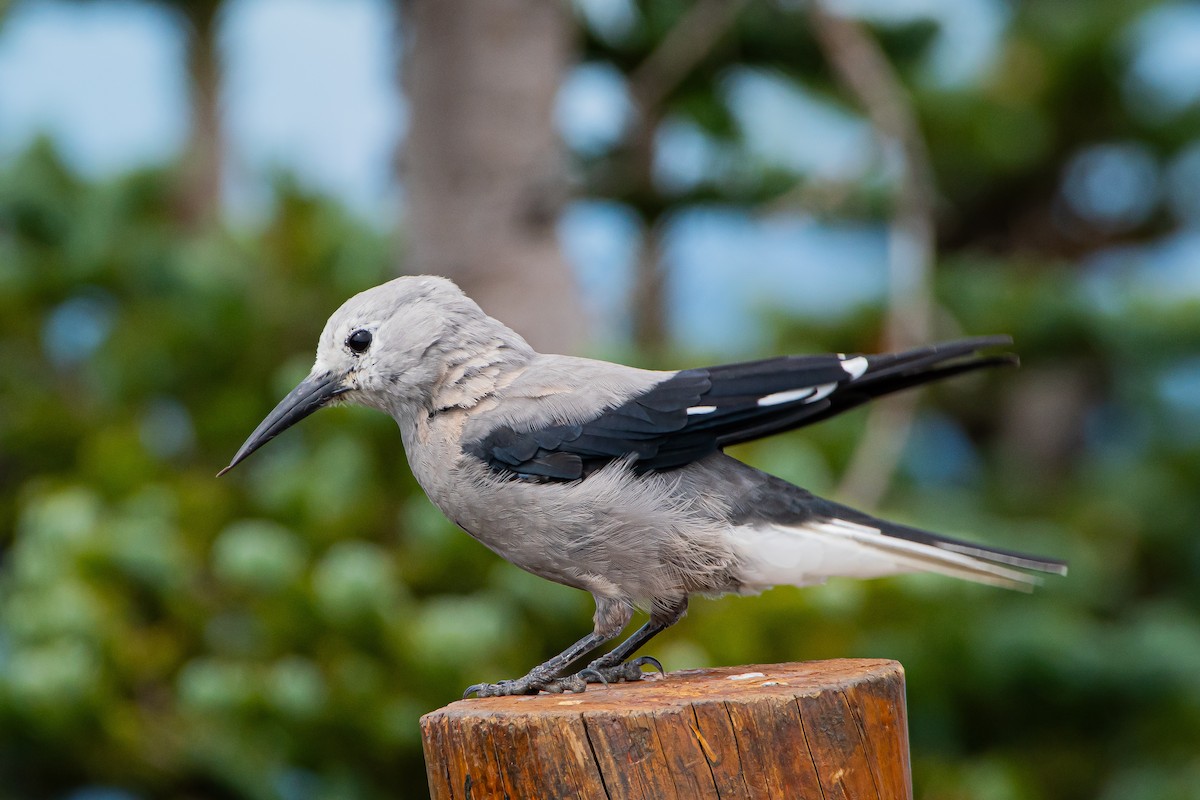 Clark's Nutcracker - ML622149616