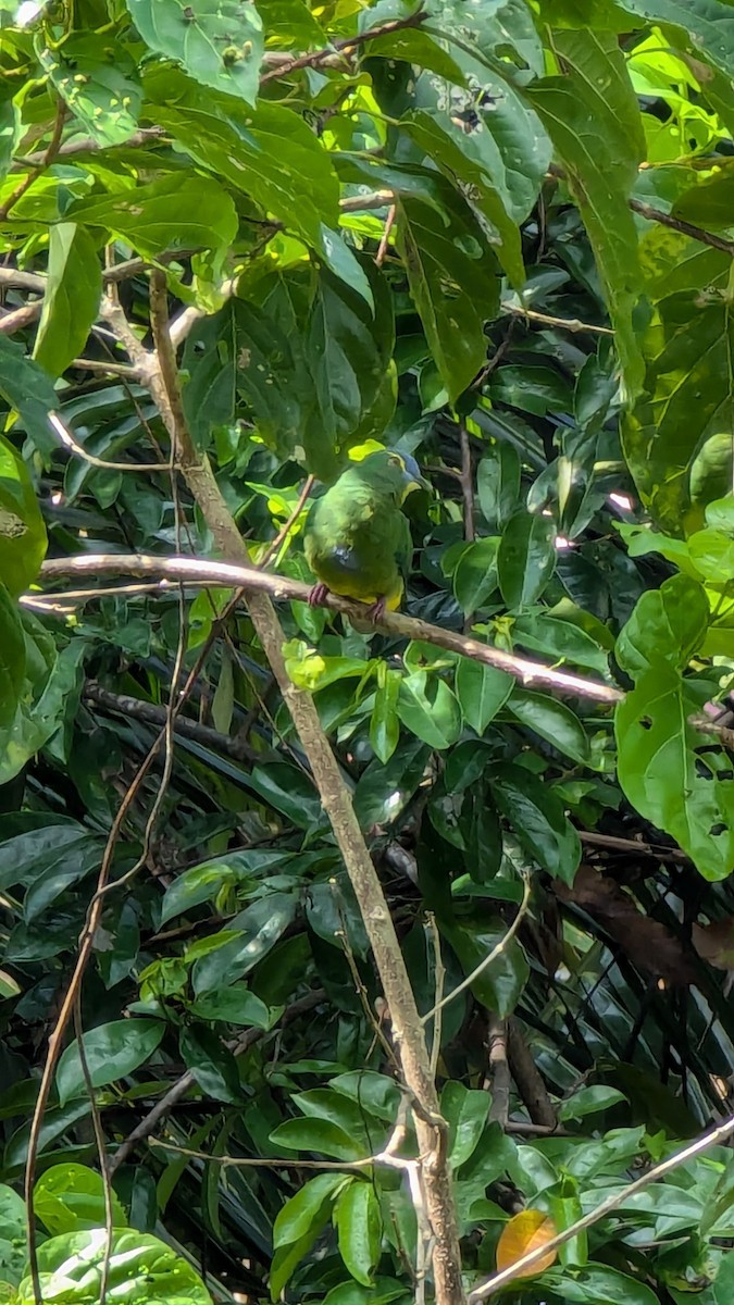 Blue-capped Fruit-Dove - ML622149617