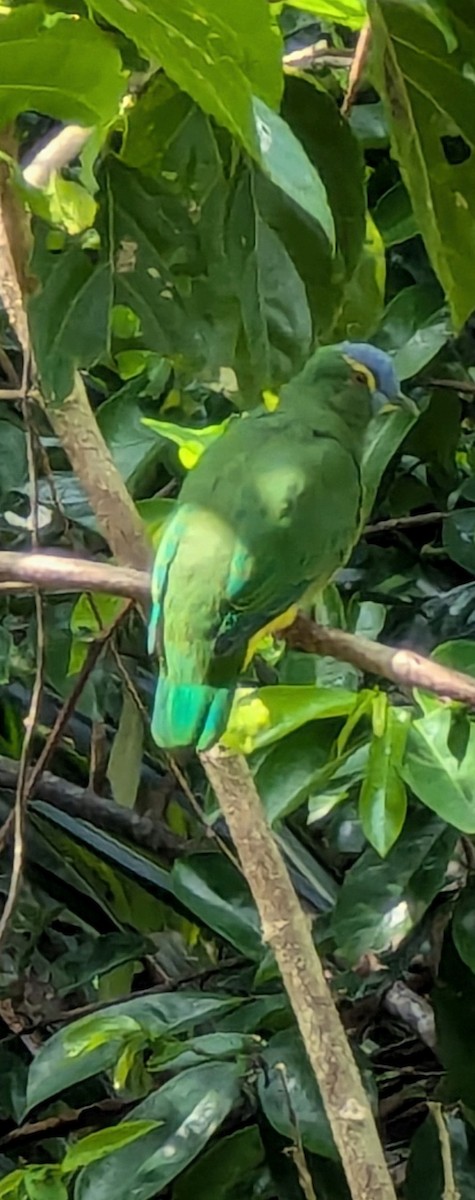 Blue-capped Fruit-Dove - ML622149618